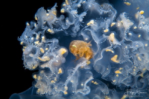 A Big-eye amphipod (Hyperia galba)living inside a Common ... by Filip Staes 